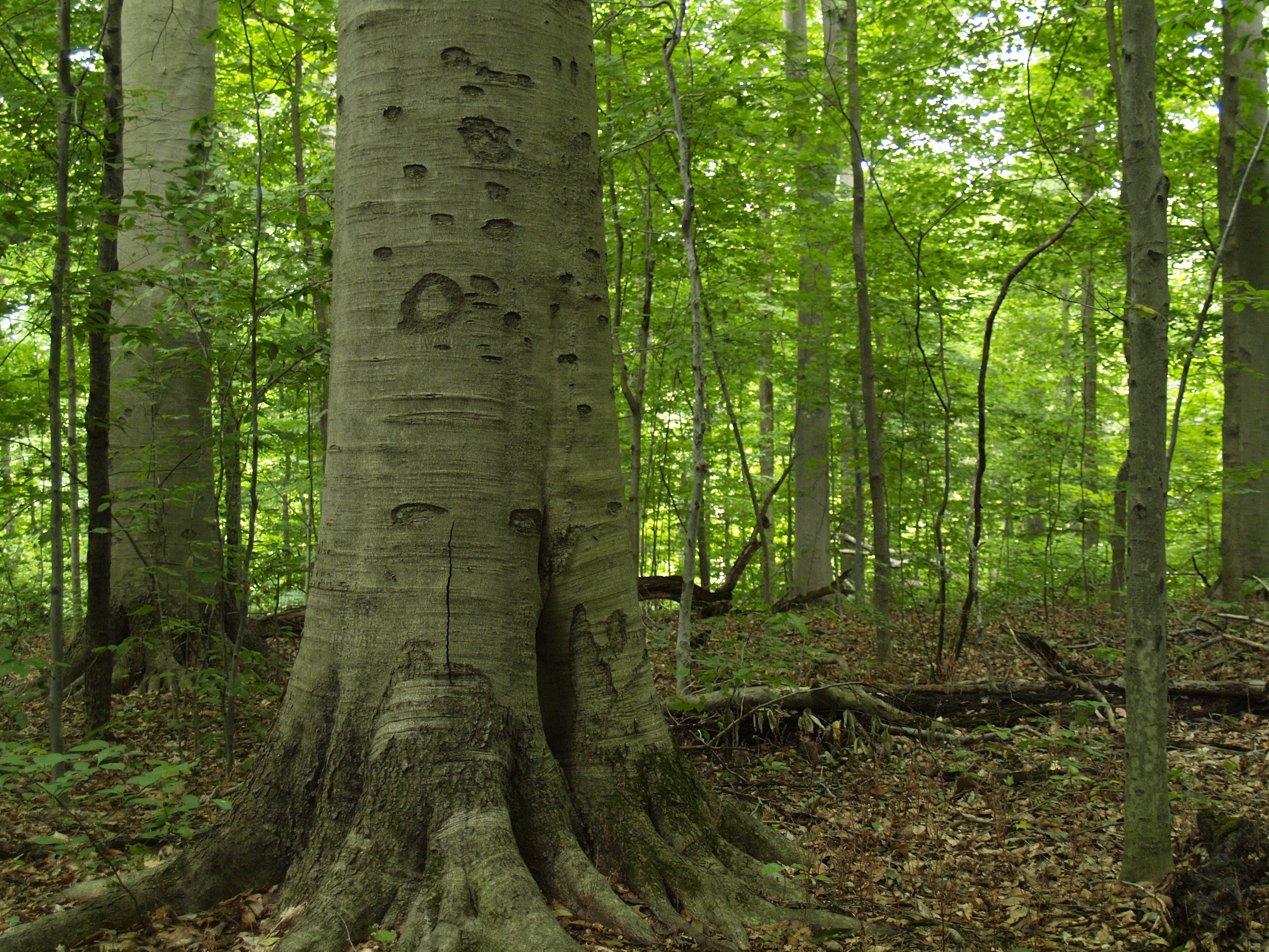 A close-up of a large, smooth tree trunk in a forest, and the background is filled with green trees and foliage.