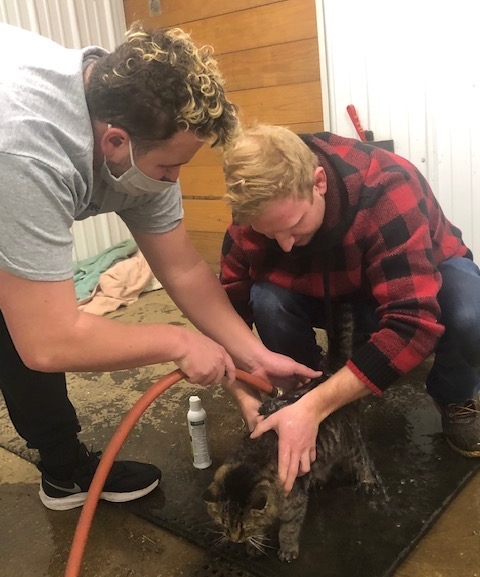 students bathing pets