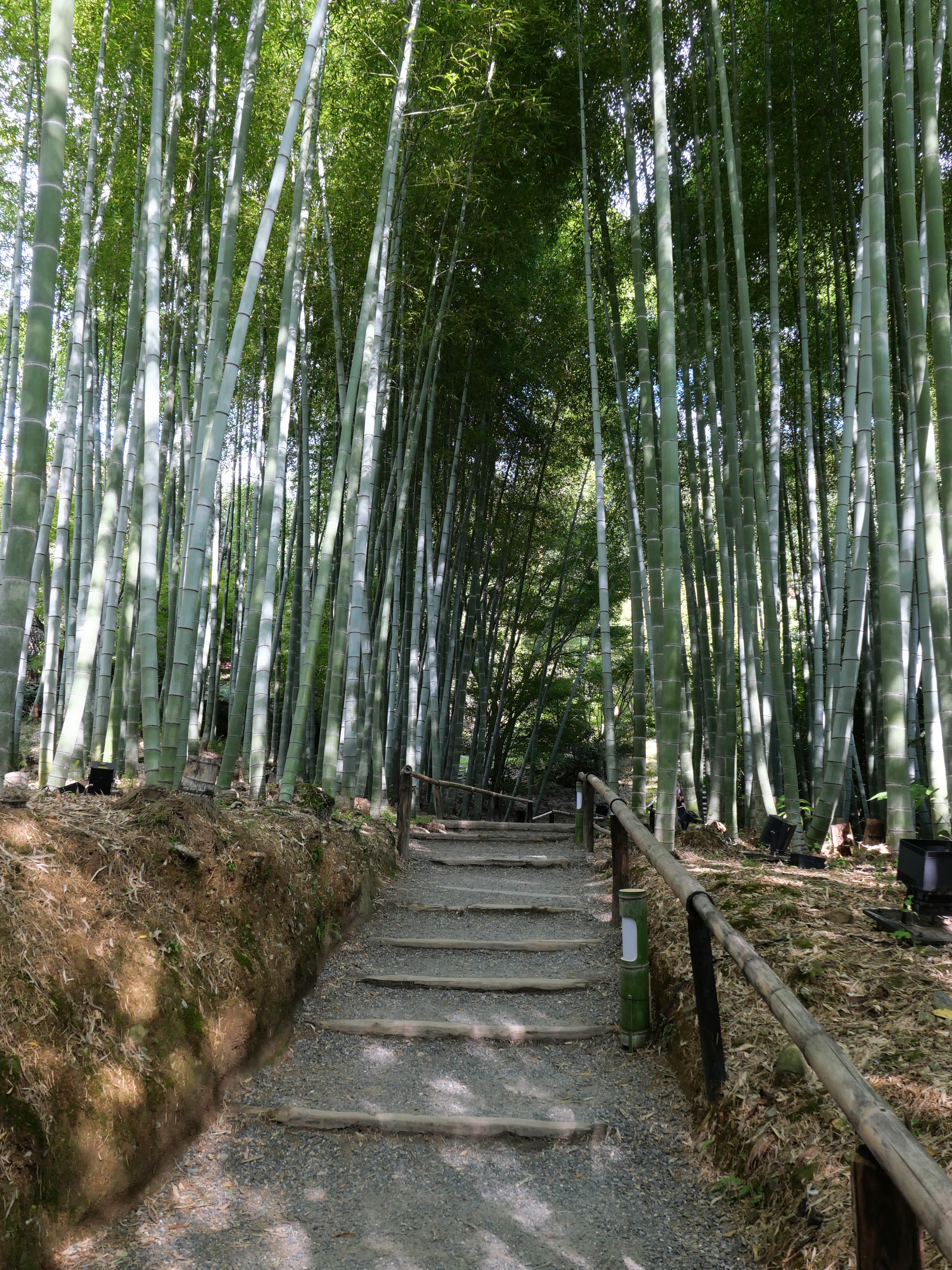 japanese wooded area